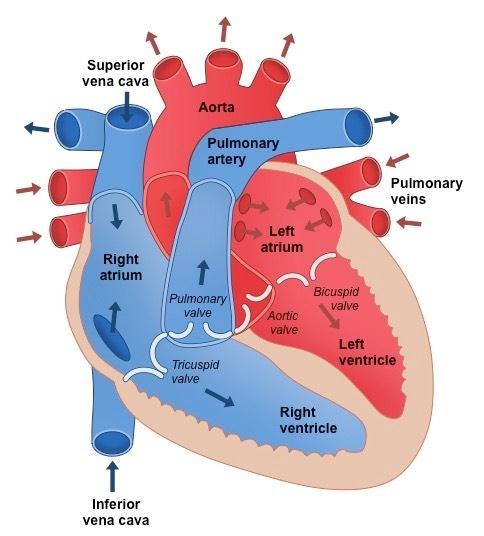 Transport System o Circulatory system: system of blood vessels (veins, capillaries, arteries) with a pump (heart) and valves (in heart and veins) to ensure one-way flow of blood o Double circulation