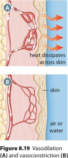 Smooth muscle relaxes, causing the walls of the artery to dilate, increasing blood flow (vasodilation) Blushing, releases heat Nerve impulse causes