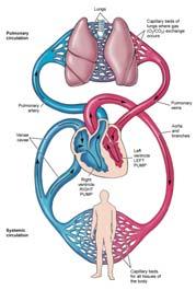Arteries Oxygenated blood leaves left side of heart and enters arteries Aorta chest, abdomen, lower extremities Major arteries branch from aorta heart muscle, head, upper extremities, internal organs