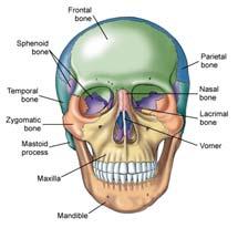 Skeleton Skull Cranium Facial