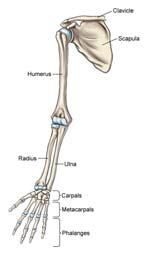 Skeleton Upper extremity Shoulder Scapula