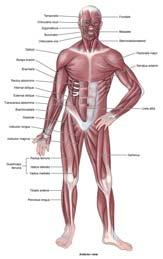 Muscular System Voluntary (skeletal) Involuntary