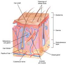 Integumentary System Epidermis Dermis Blood vessels Hair