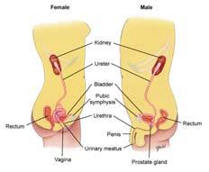 Stomach Small intestine Large intestine Rectum & anus Urinary