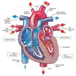 Heart Heart 4 chambers Upper Right atrium Collects deoxygenated blood Left atrium Collects oxygenated blood Lower Right ventricle Pumps deoxygenated blood