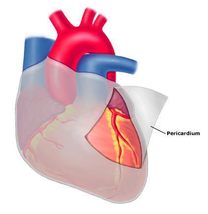 Structure of the Heart The heart is a muscle that contracts to pump blood throughout the body. The heart is enclosed in a protective sac called the PERICARDIUM.