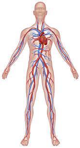 Functions of the Circulatory System The human