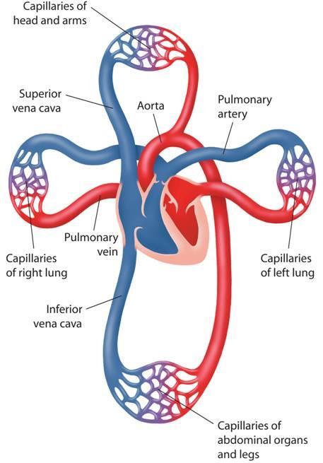 Capillaries of head and arms The Heart Circulation of Blood through the Body Superior vena cava Aorta Pulmonary artery