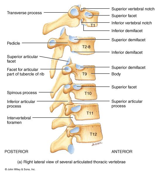 Thoracic Vertebrae (T1-T12) Larger and