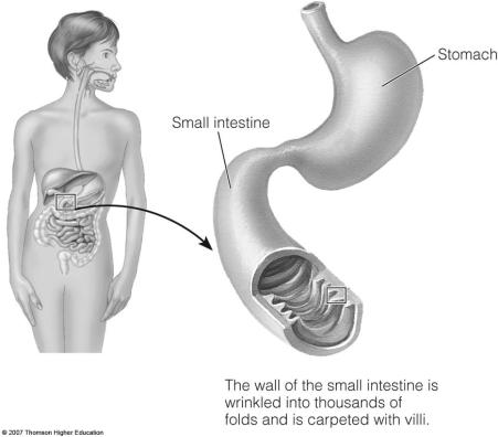 Absorption The huge surface area of the small intestine facilitates nutrient absorption Folds, Villi, and