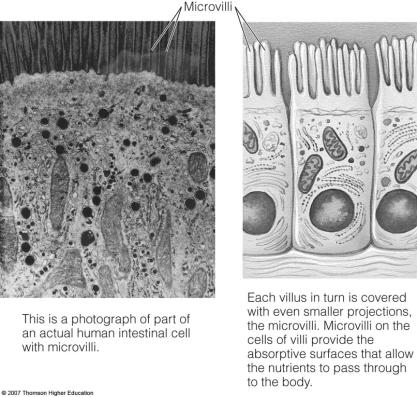 .. FACILITATED DIFFUSION... and then releases it on inside of cell. Carrier loads nutrient on outside of cell.