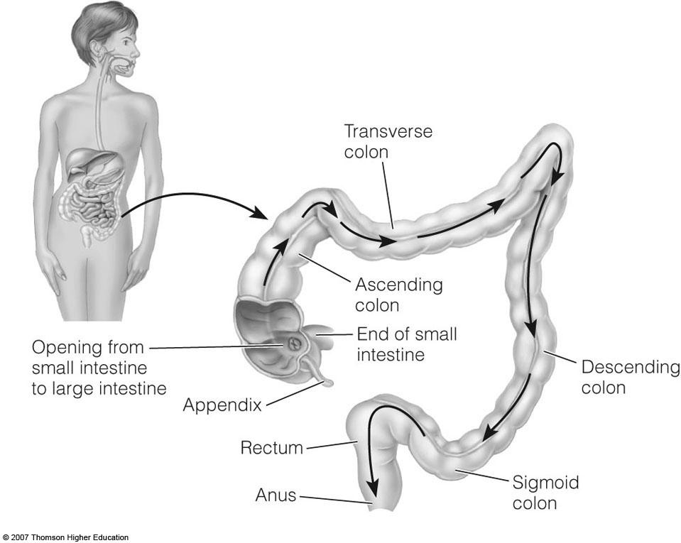 Transverse colon Opening from small intestine to large intestine Appendix Ascending colon End of small intestine