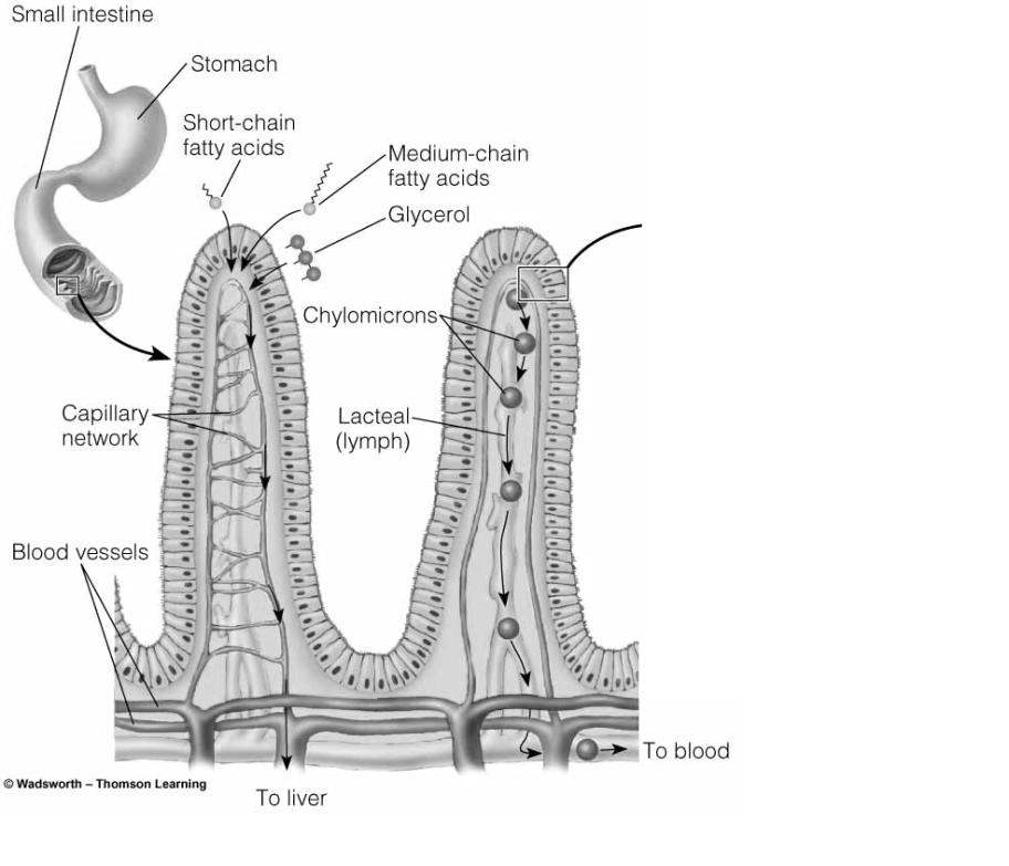 Next step: Transport Once nutrients cross into the villi, they are transported to the rest of the body
