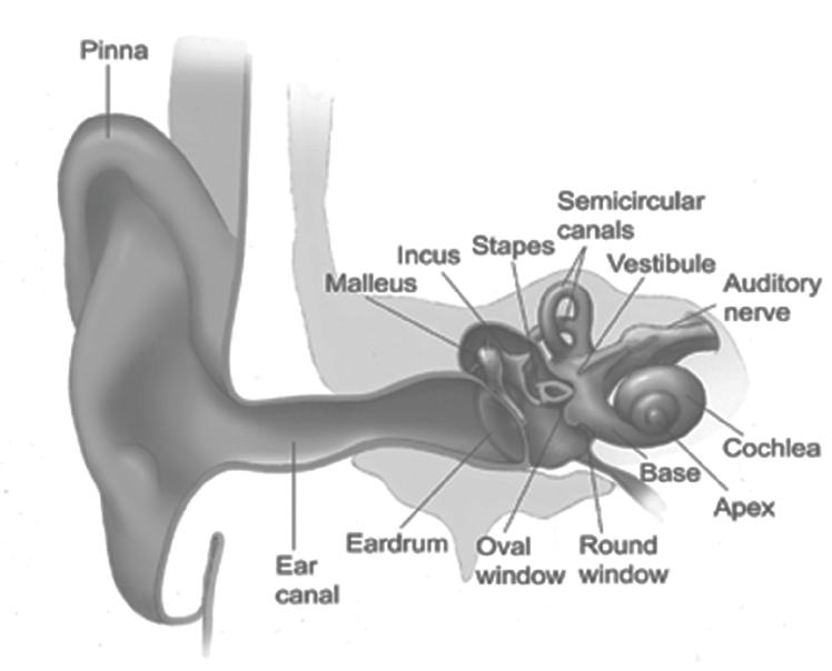 ear (cochlea). The waves bend microscopic hair cells in the cochlea which stimulate the hearing nerve, sending signals to the brain.