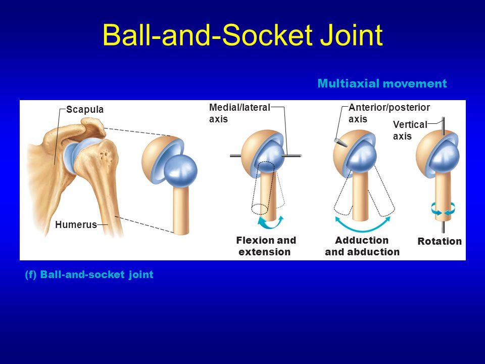 occur. q Axial joints are divided into: 1.