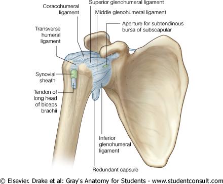 POLYAXIAL SYNOVIAL JOINTS q Ball- and- socket joints: A ball