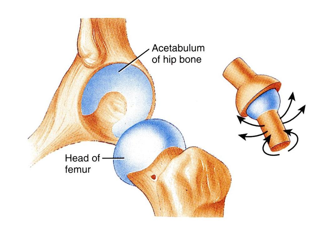 STABILITY OF SYNOVIAL JOINTS 1- The shape of articular surfaces: The ball and socket shape of the Hip joint is a good examples of