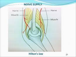 NERVE SUPPLY OF JOINTS The capsule and ligaments receive an abundant sensory nerve supply.