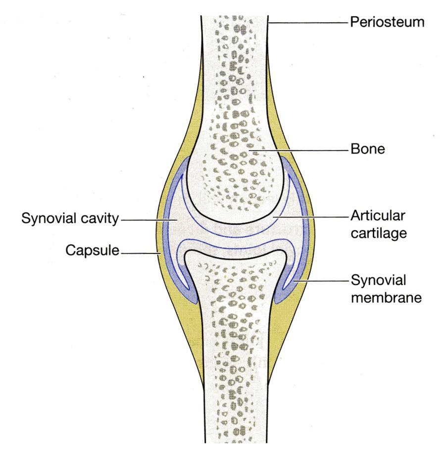 SYNOVIAL JOINTS q Characteristic features: Freely movable joints.