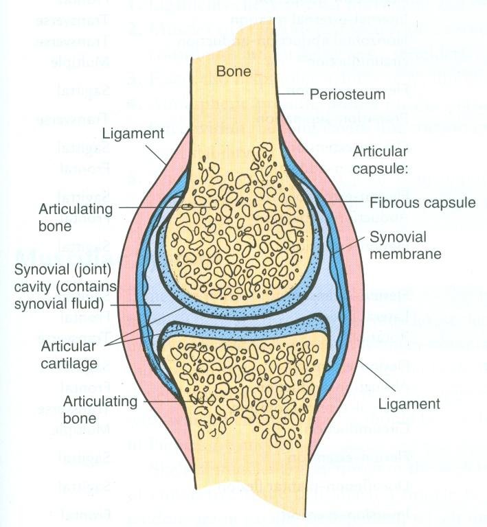 Synovial membrane : a thin vascular membrane lining the inner surface of the capsule.