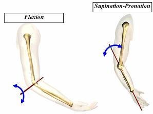 pronation/supination 90 0 0-70 150-160 Elbow flexion 0-142 0 135-142 Figure 1: Human upper limb main bones Figure 2.