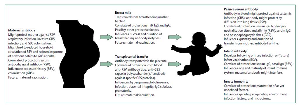 Protection via immunization in pregnancy Transfer of IgG antibody across the placenta Transfer of breast milk factors