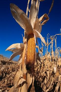Corn (maize), peanuts Key crops in Uganda Aspergillus spp.