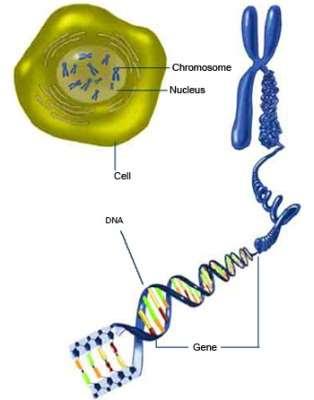 CHROMOSOMES AND GENES The genetic material of an organism is found in rod-like structures called chromosomes, located in the nucleus of the cell.