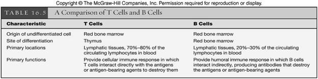 Comparison of T and B Cells 28 T Cells and the Cellular Immune Response requires antigen-presenting cell