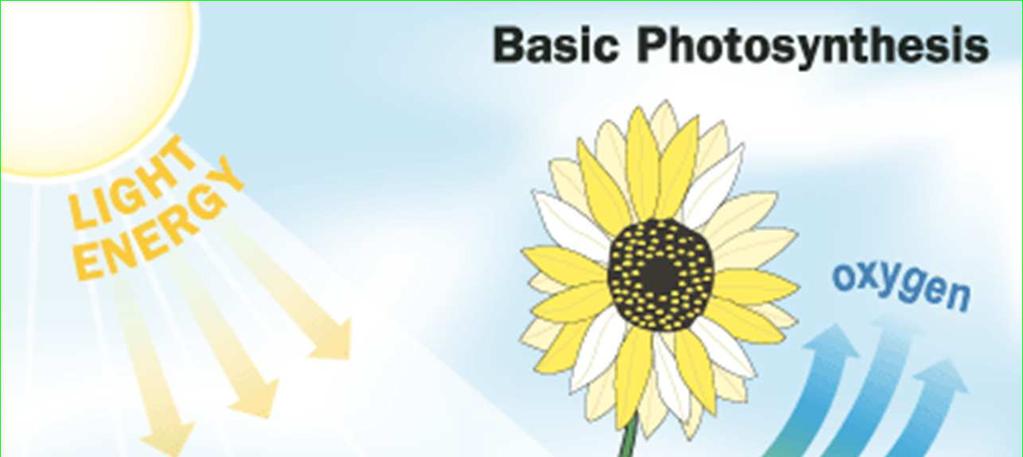 The process of PHOTOSYNTHESIS