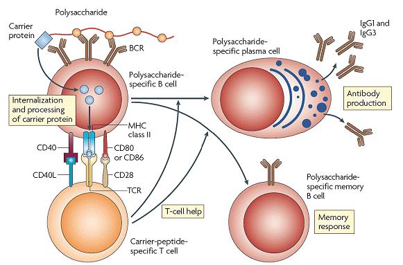Pneumococcal conjugate vaccine T cell-dependent immune response Immune memory (+) Booster effect (+) Immunogenic in children <