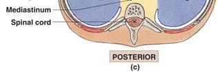 peritoneum covers the organs The Abdominopelvic Cavity The abdominopelvic cavity extends from the diaphragm to the pelvis It is subdivided into the abdominal