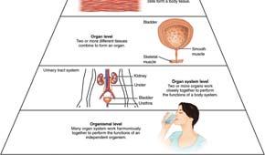 Pathological physiology: effects of diseases Levels of Organization The Chemical (or Molecular)