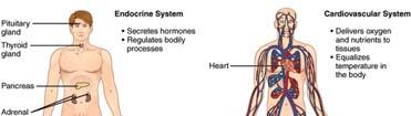 Homeostasis Homeostasis: all body
