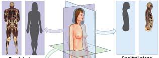 Planes and Sections are important in visualizing structures The transverse plane divides the body into superior and