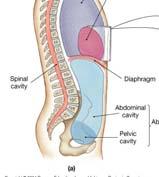 spinal cord The Ventral Body Cavity The ventral body cavity, or coelom, contains the organs of the