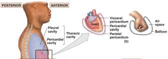 cavity The heart is surrounded by another serous membrane, the pericardium Figure 1.
