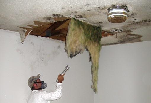 Kill#Mold#and#Mildew# Mold# and# mildew# are# fungi# that# can# be# found# both# indoors# and# outdoors.
