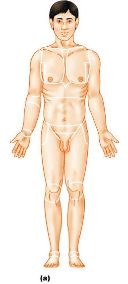 Body standing upright Anatomical Position feet