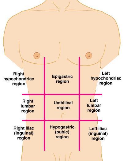 Abdominopelvic Retions Umbilical Epigastric Hypogastric Right and