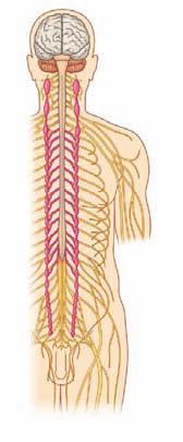 Conceptual overview key features 3 Paravertebral sympathetic trunk T1 Gray ramus communicans Spinal cord Spinal nerve Spinal cord Spinal nerve L2 Thoracic sympathetic ganglion Sympathetic trunk White
