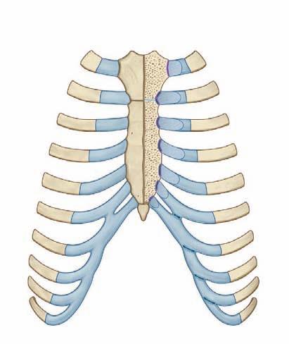 Thorax Slight gliding movements occur at the costotransverse joints. Sternocostal joints The sternocostal joints are joints between the upper seven costal cartilages and the sternum (Fig. 3.25).