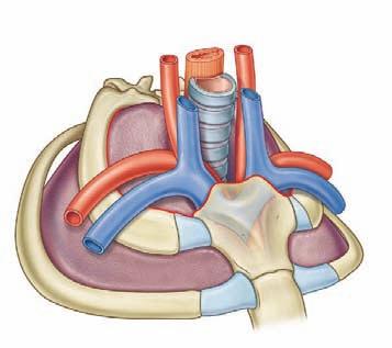 Conceptual overview component parts 3 Common carotid artery Esophagus Vertebra TI Superior thoracic aperture Rib I Trachea Internal jugular vein Apex of right lung Subclavian artery and vein