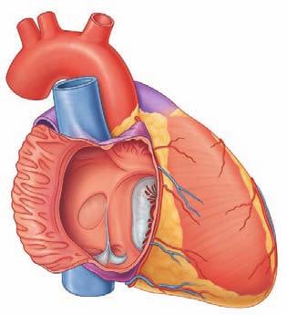 Thorax The internal anatomy of each chamber is critical to its function. Right atrium In the anatomical position, the right border of the heart is formed by the right atrium.
