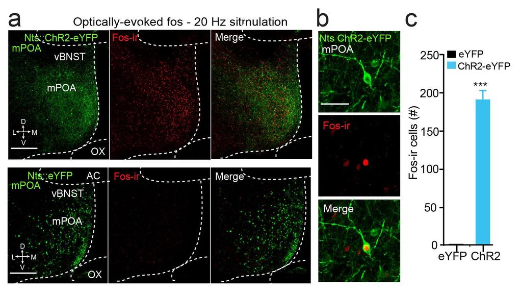 Supplementary Figure 8 Photostimulation of mpoa Nts neurons induces Fos in the mpoa. a. Confocal image from an mpoa Nts::ChR2 mouse (top) and mpoa Nts::eYFP control (bottom).
