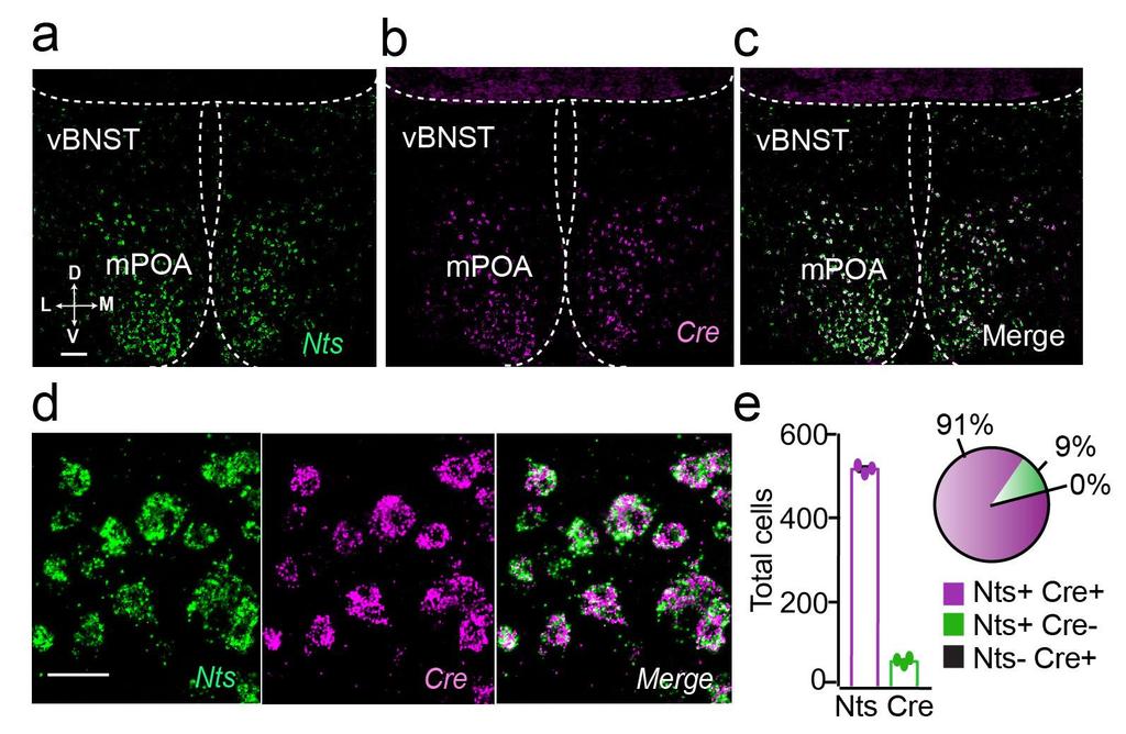 Supplementary Figure 3 Validation of Cre and Nts in mpoa-nts-ires mice. a. Representative confocal image of Nts mrna (green) in the mpoa.
