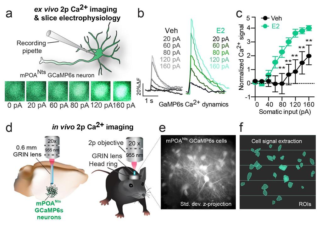 Supplementary Figure 4 Validation and implementation of mpoa Nts in vivo calcium imaging a.