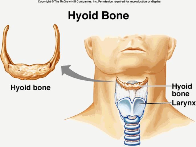 Hyoid Bone Supports tongue.
