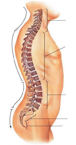 Vertebrae (26) Neck = cervical (7) 1 st atlas 2 nd axis 3-7 C-3 thru C-7 neck Middle Back = thoracic (12) Articulate