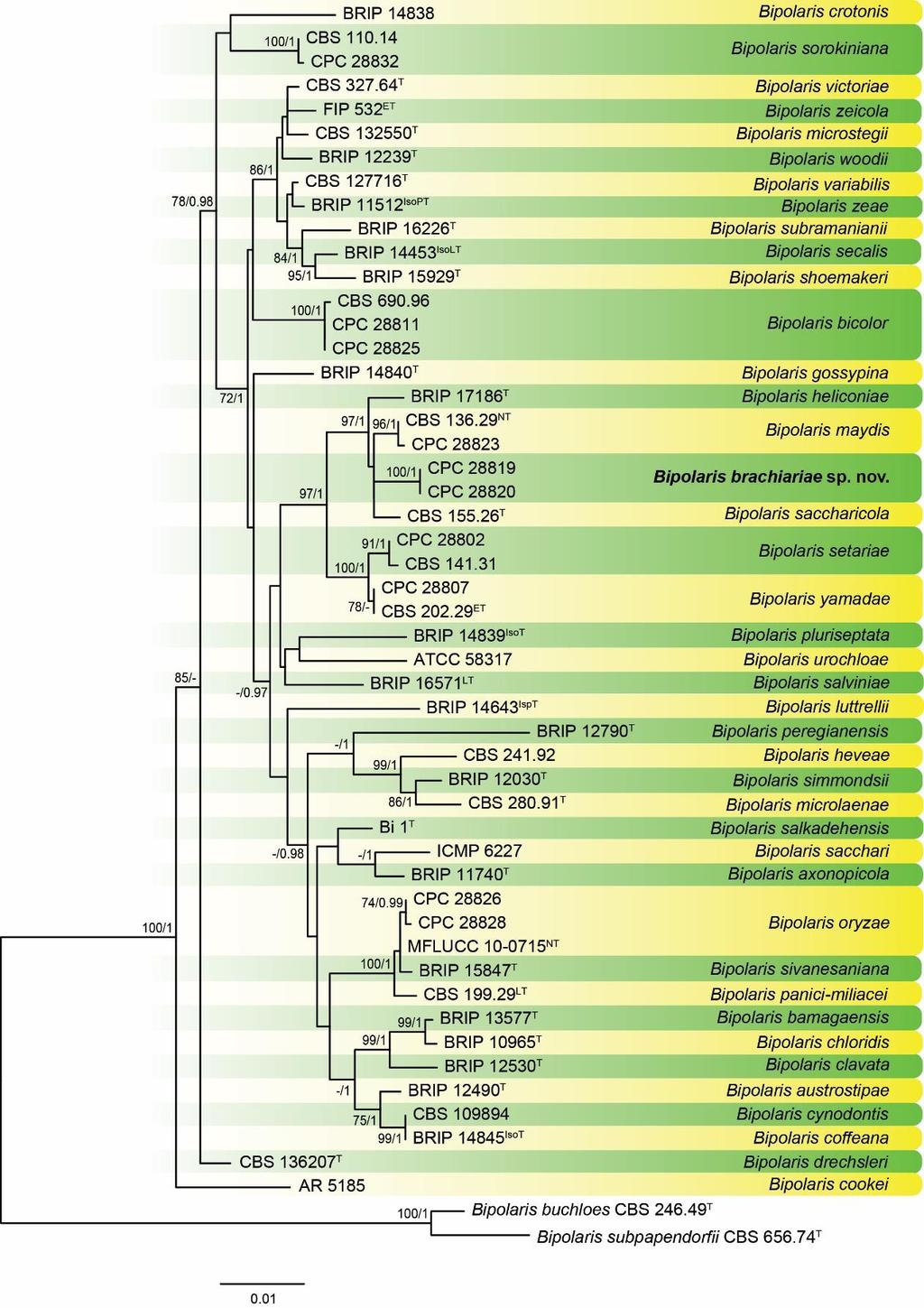 Figure 1 RAxML phylogram obtained from the combined ITS, gapdh and tef1 sequences of all the accepted species of Bipolaris and the isolates from Thailand belonging to this genus.